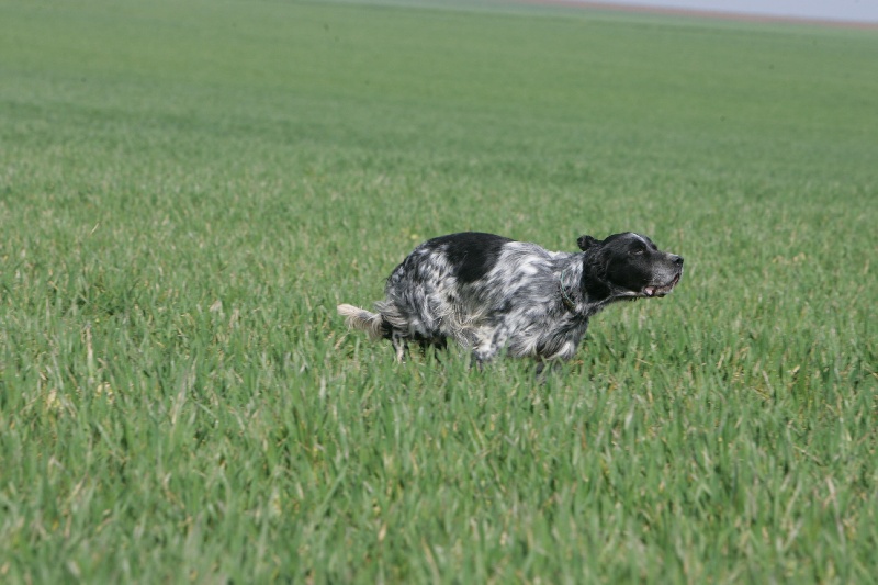 TR. Ulmer du bois d'yrieux